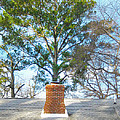 Chimney Tree